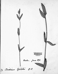 Puccinia pulverulenta image